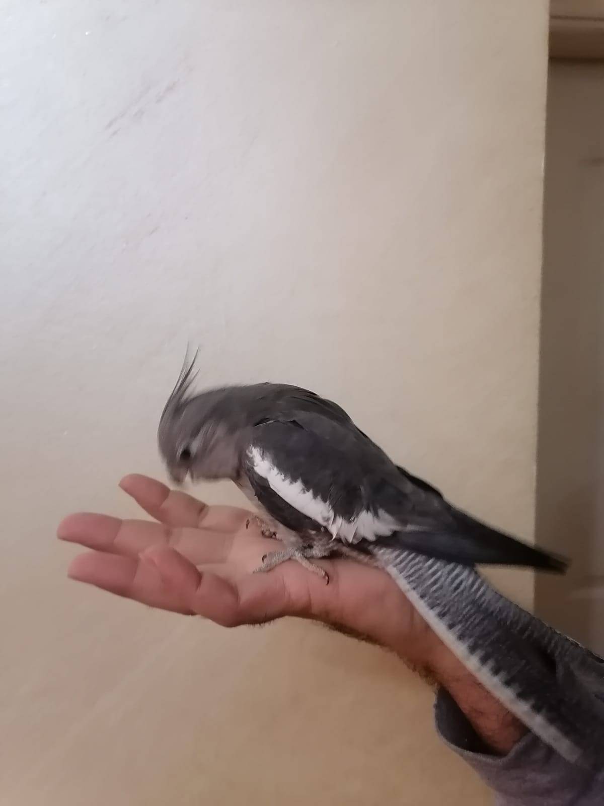 كوكتيل للبيع