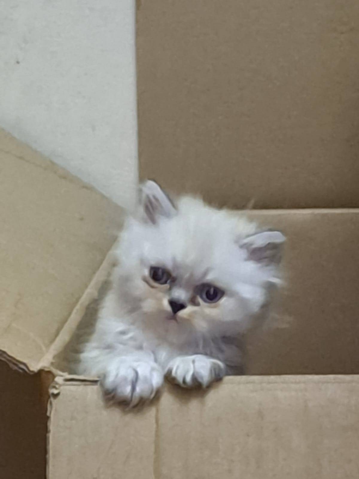 قطة أنثى شنشيلاا للبيع