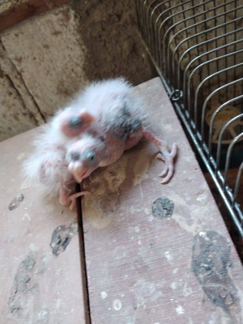 فراخ كوكتيل وايت فيس بايد ولاتينو وبلدي