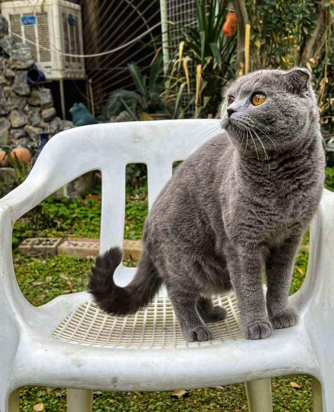 انثى سكوتش فولد بيور معها ٤ كيتن بيور