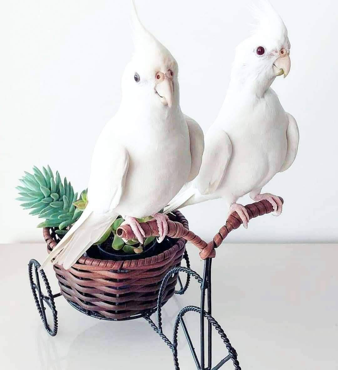 كوكتيل اليف