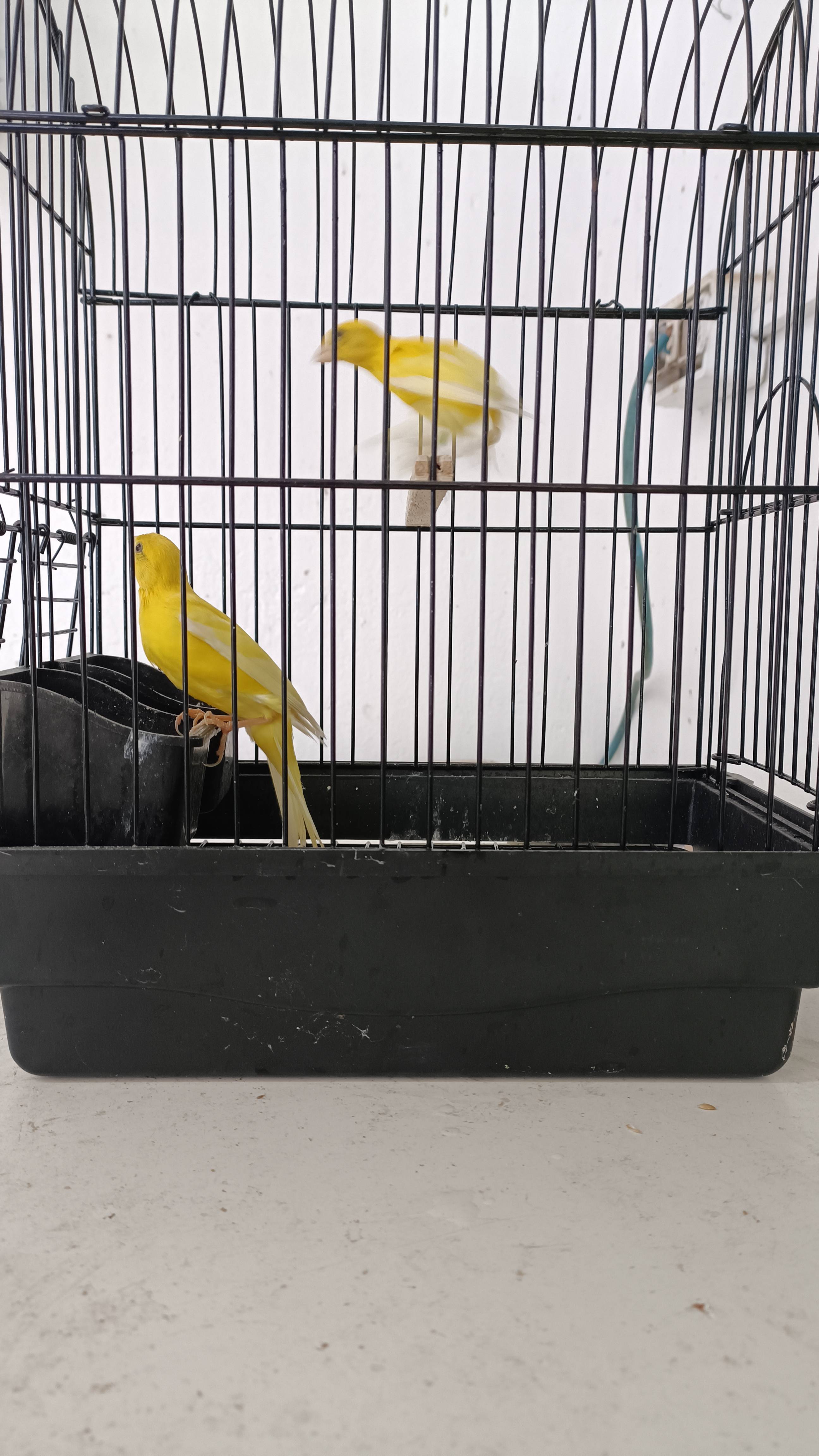 JAPANESE HOSO CANARY