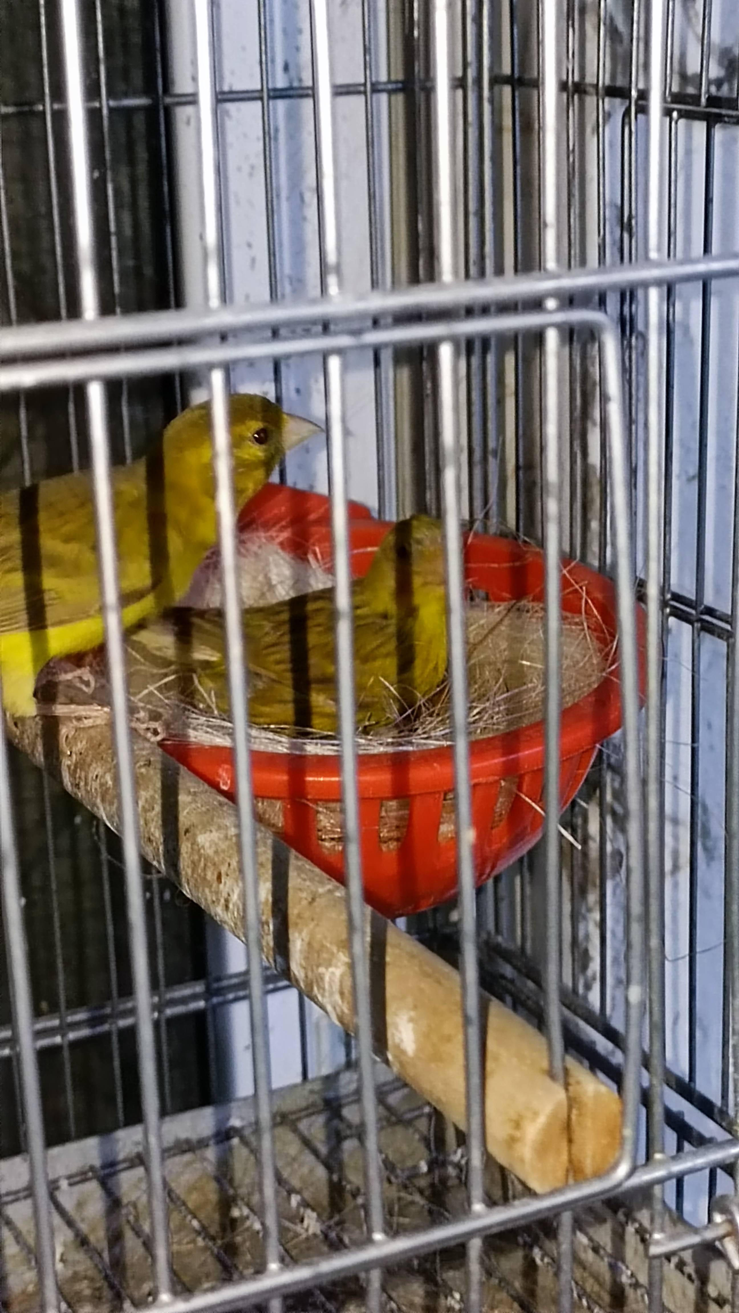 كنار رازا اسبنيولي 0799754371