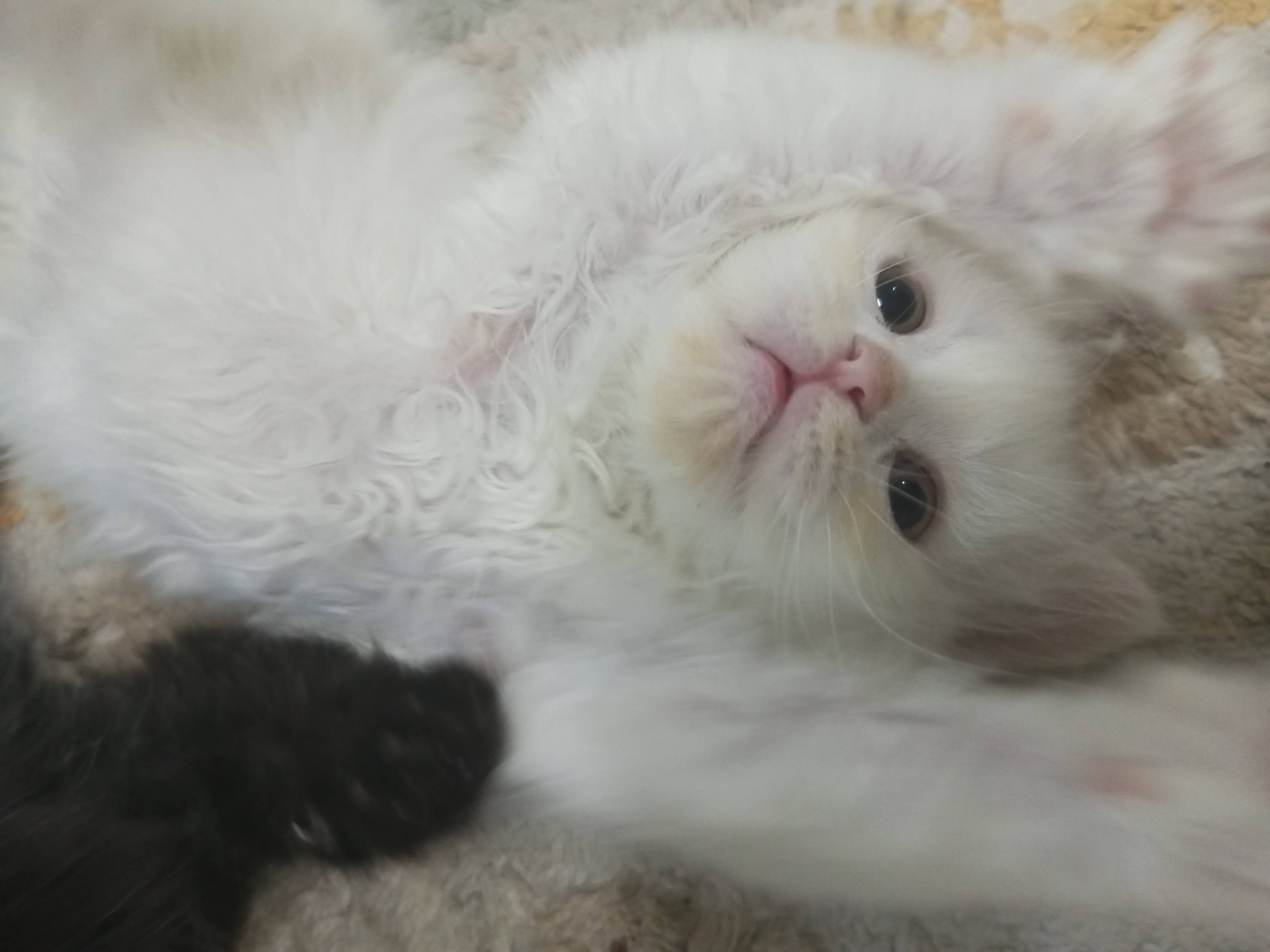 بيرشن مون فيس مكس بريتش فولد للبيع