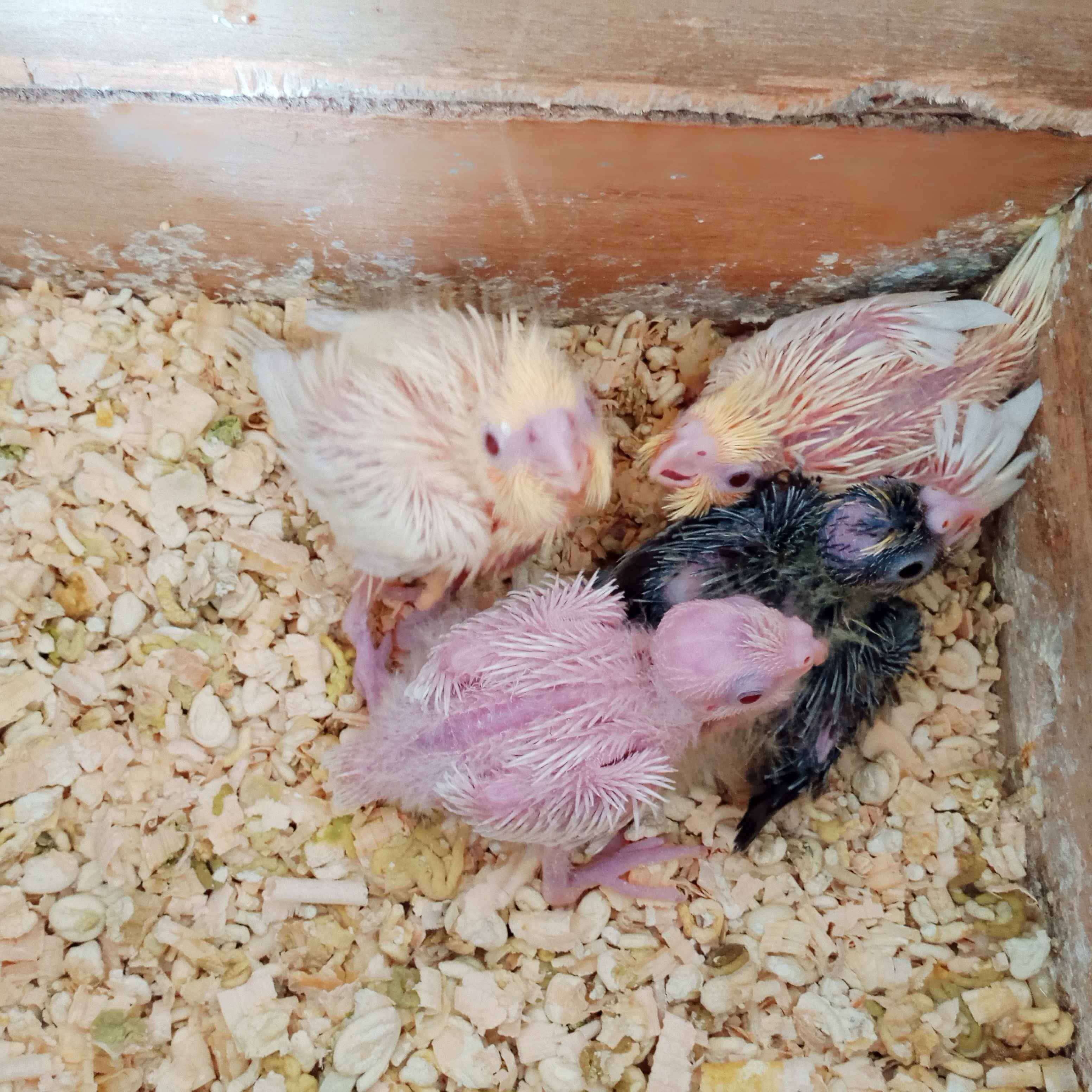 فراخ كوكتيل زق