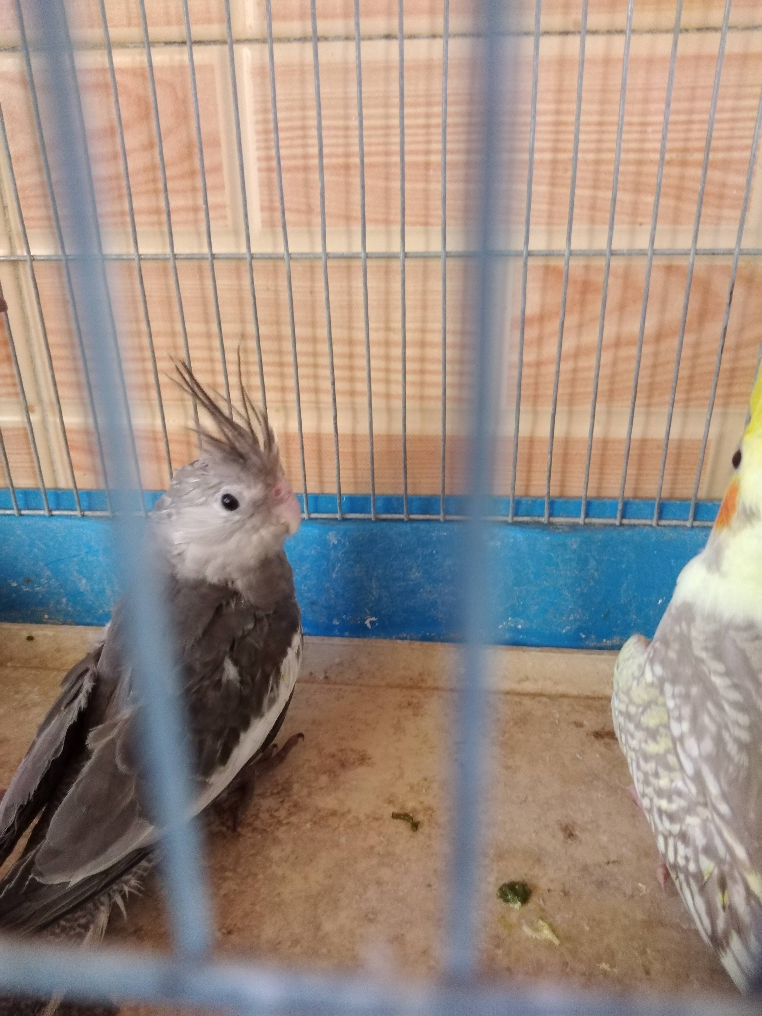 كوكتيل للبيع