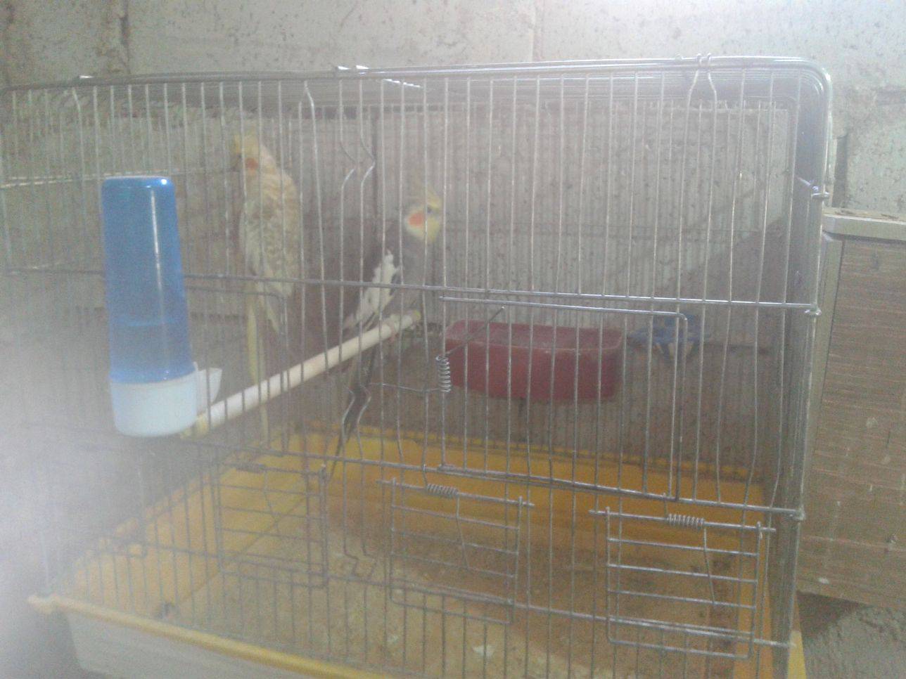 ازواج كوكتيل وفراخ للزق اليدوي وازواج حب نخب