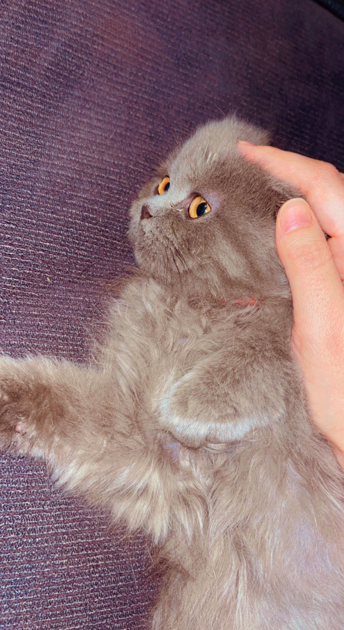 قطه سكوتش فولد عمرها ٥ شهور