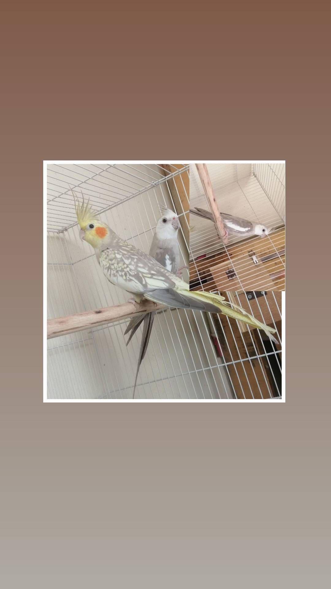 زوج كوكتيل للبيع