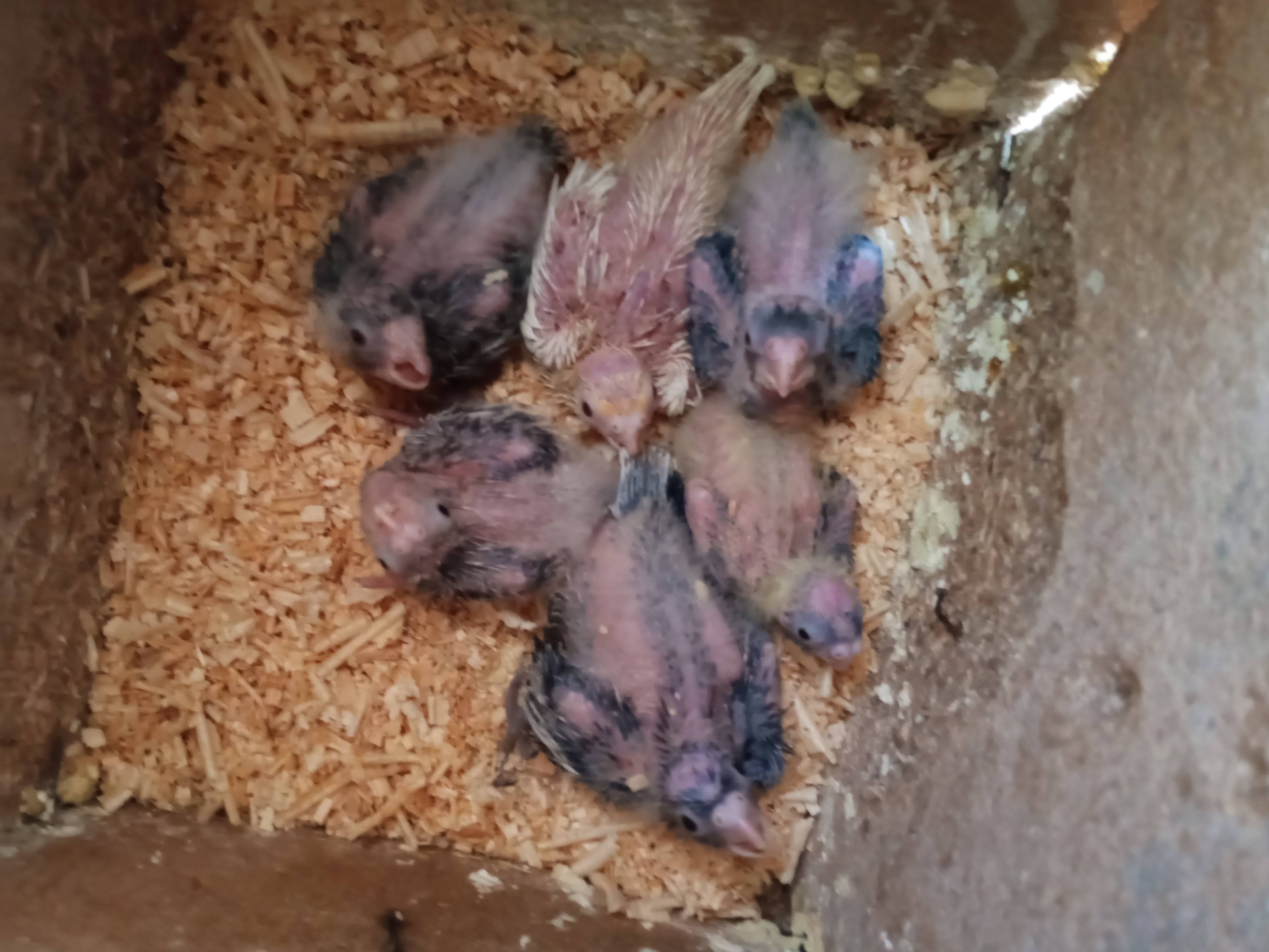 فراخ كوكتيل زق للبيع