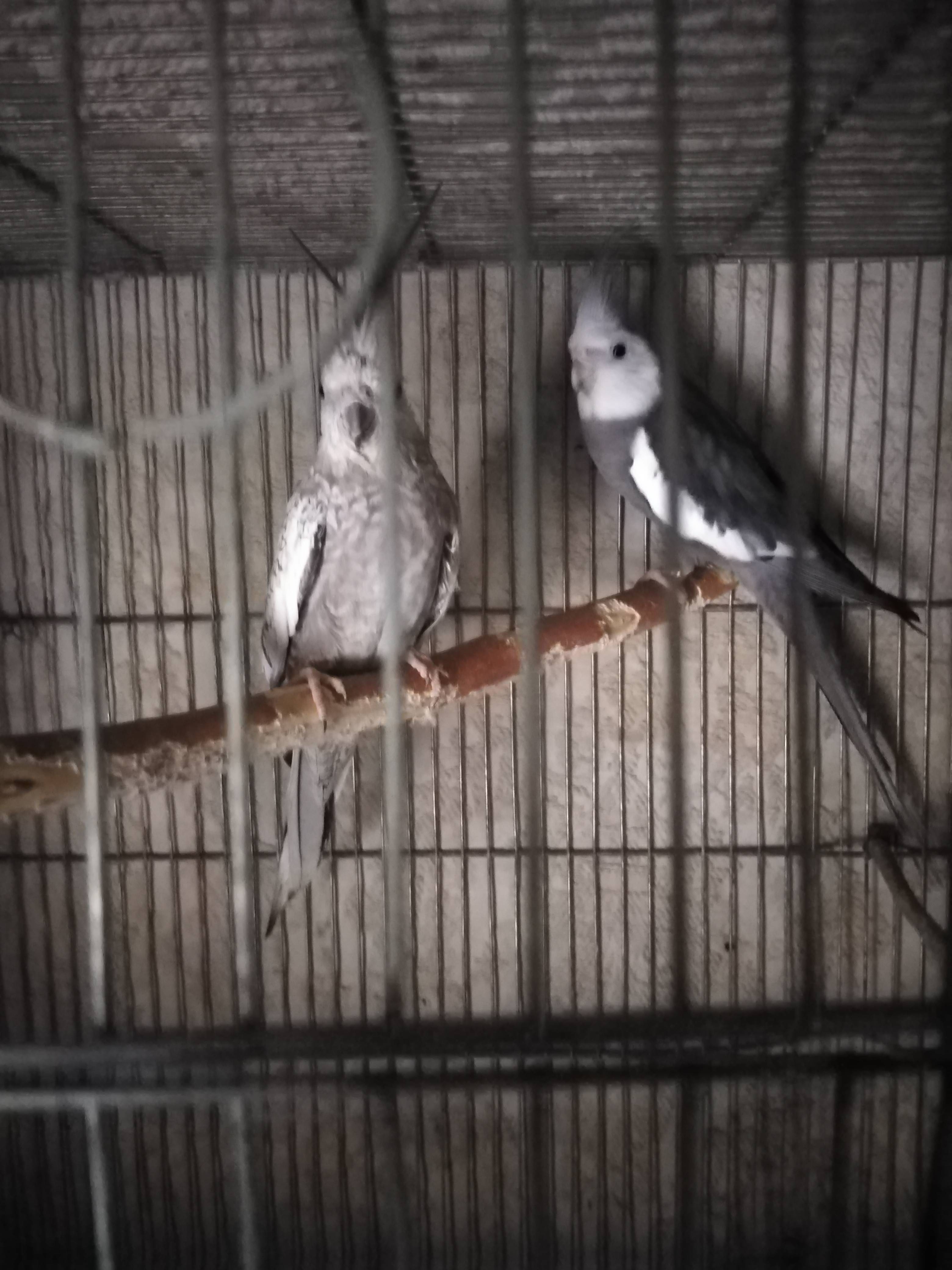 ازواج كوكتيل منتجه ومخاليف للبيع