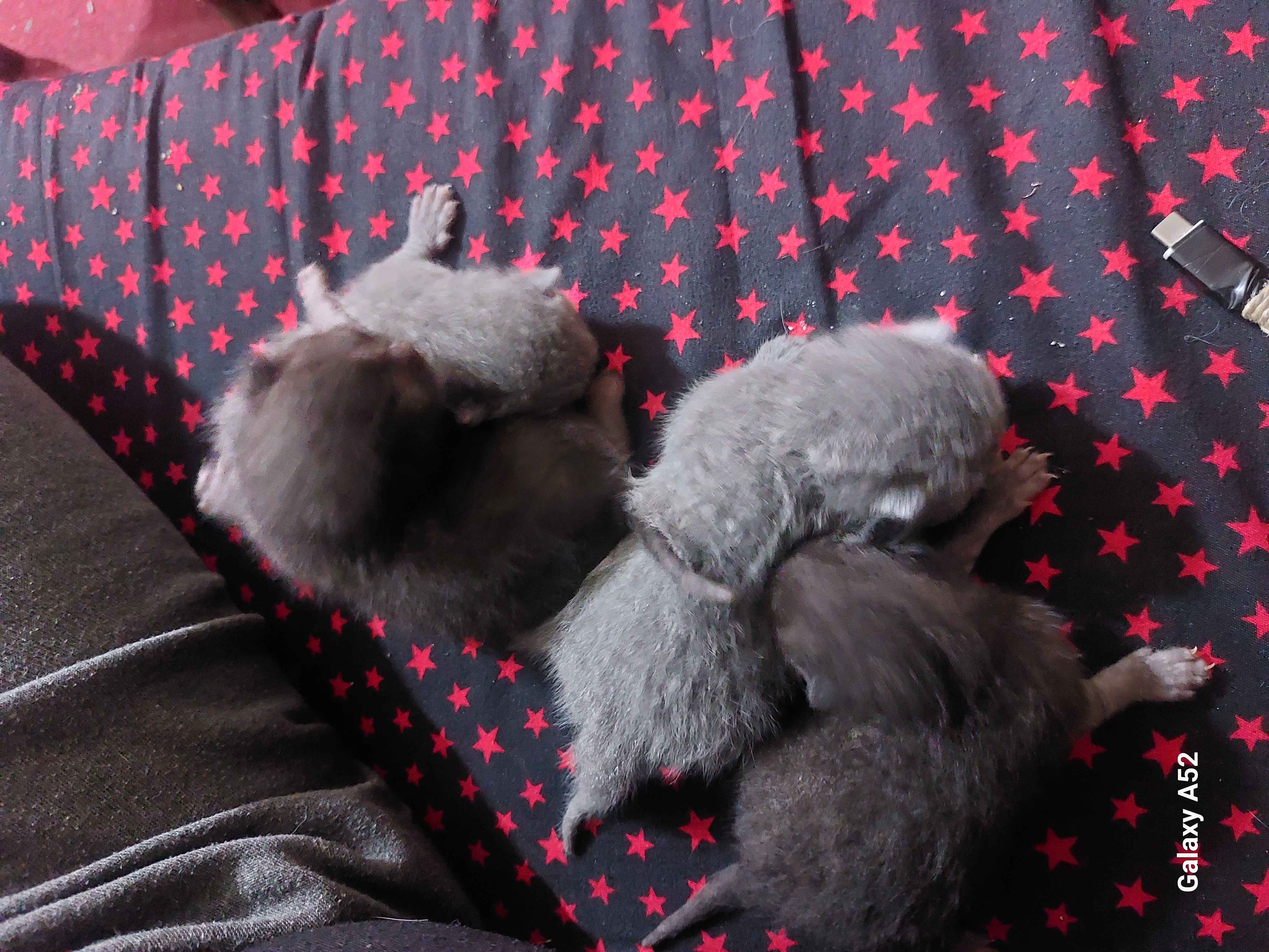 animass post image item 