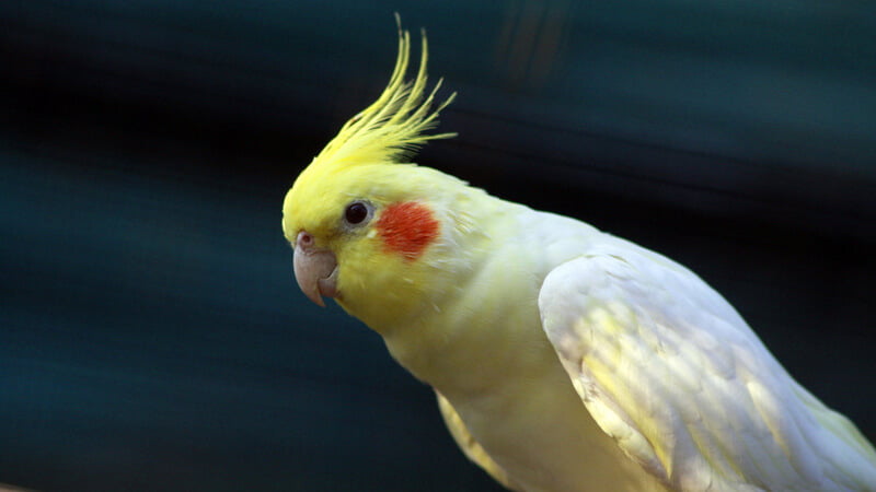 animass post image item 