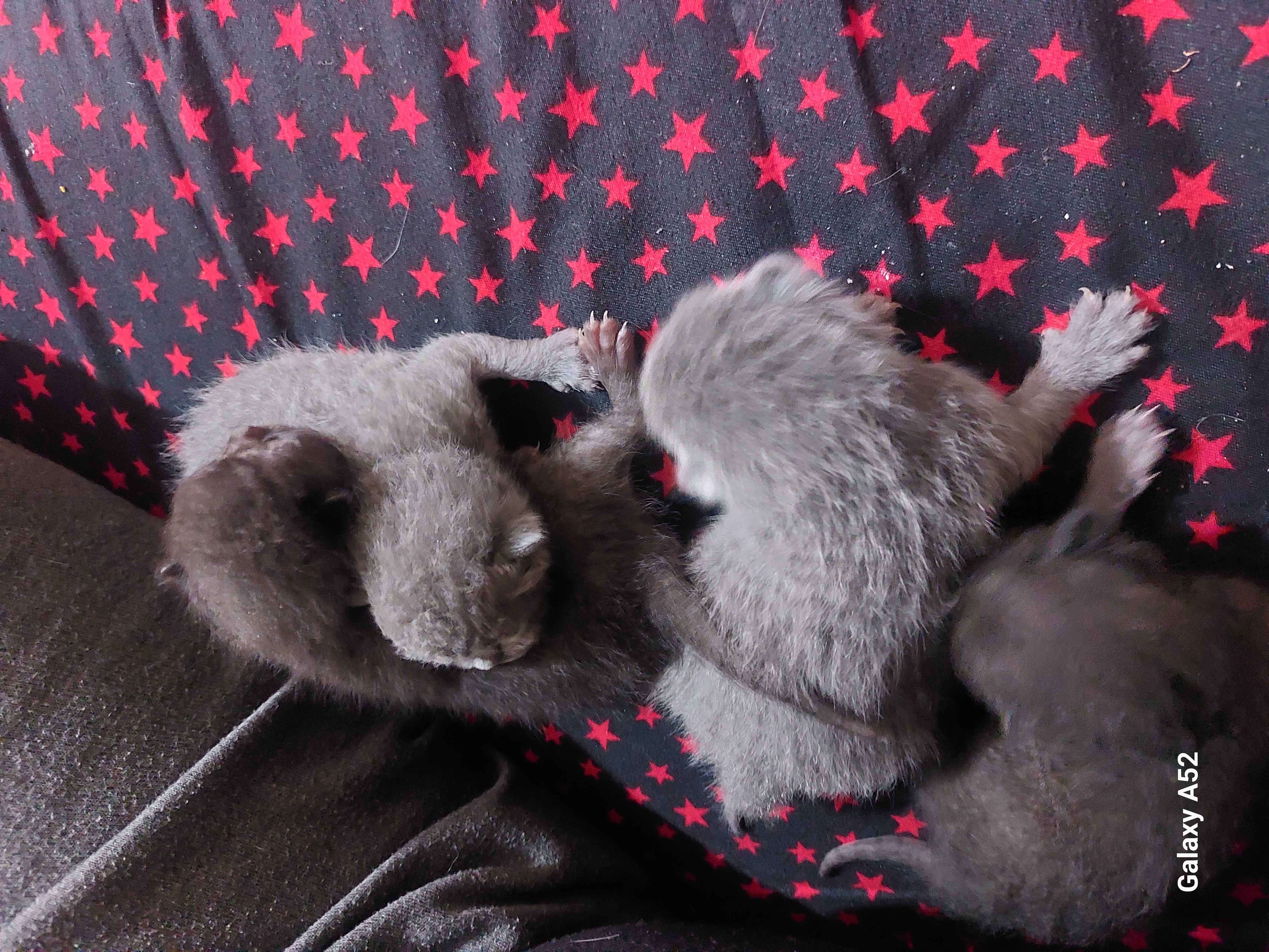 animass post image item 