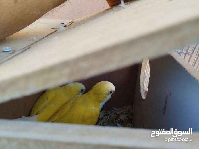 animass post image item 