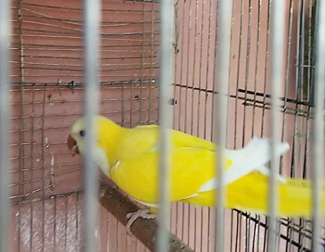 animass post image item 