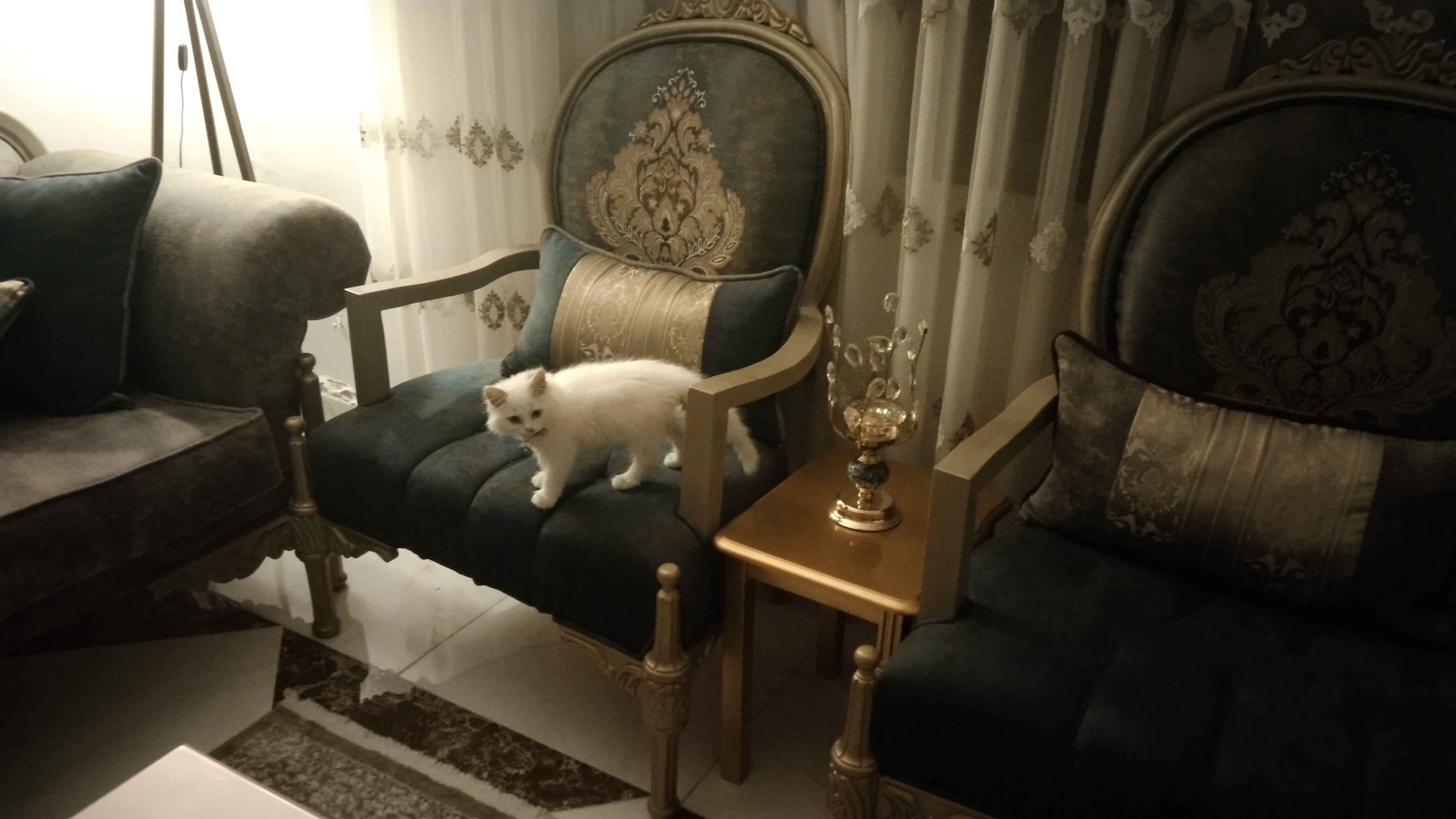 animass post image item 