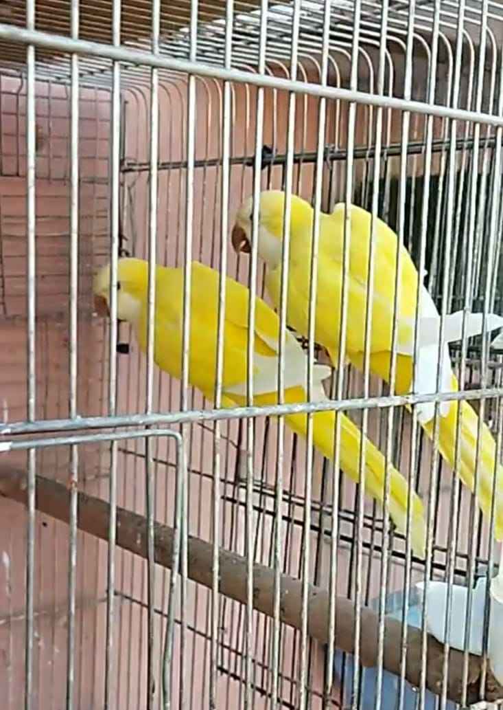 animass post image item 