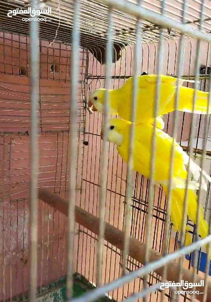 animass post image item 