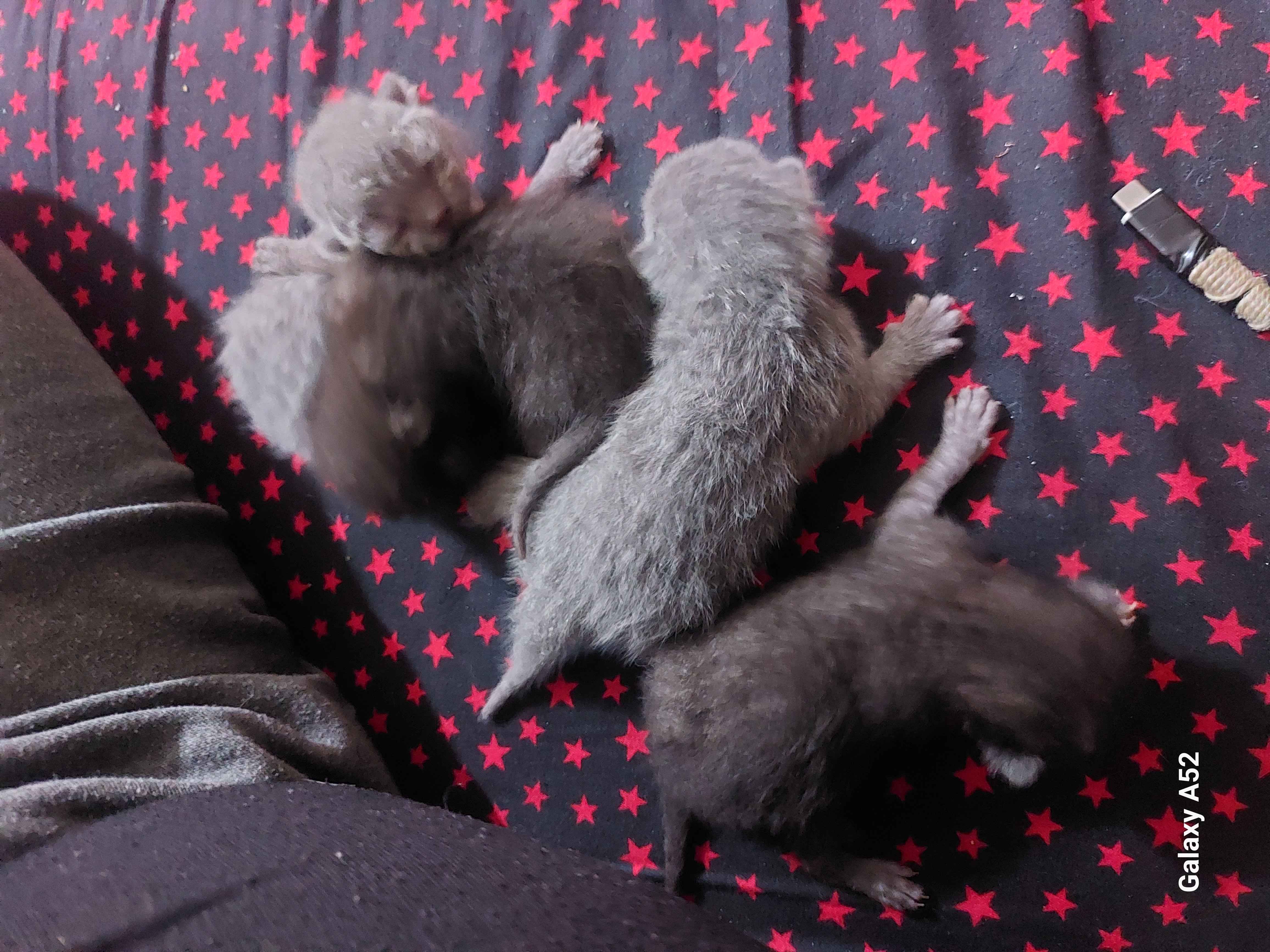 animass post image item 