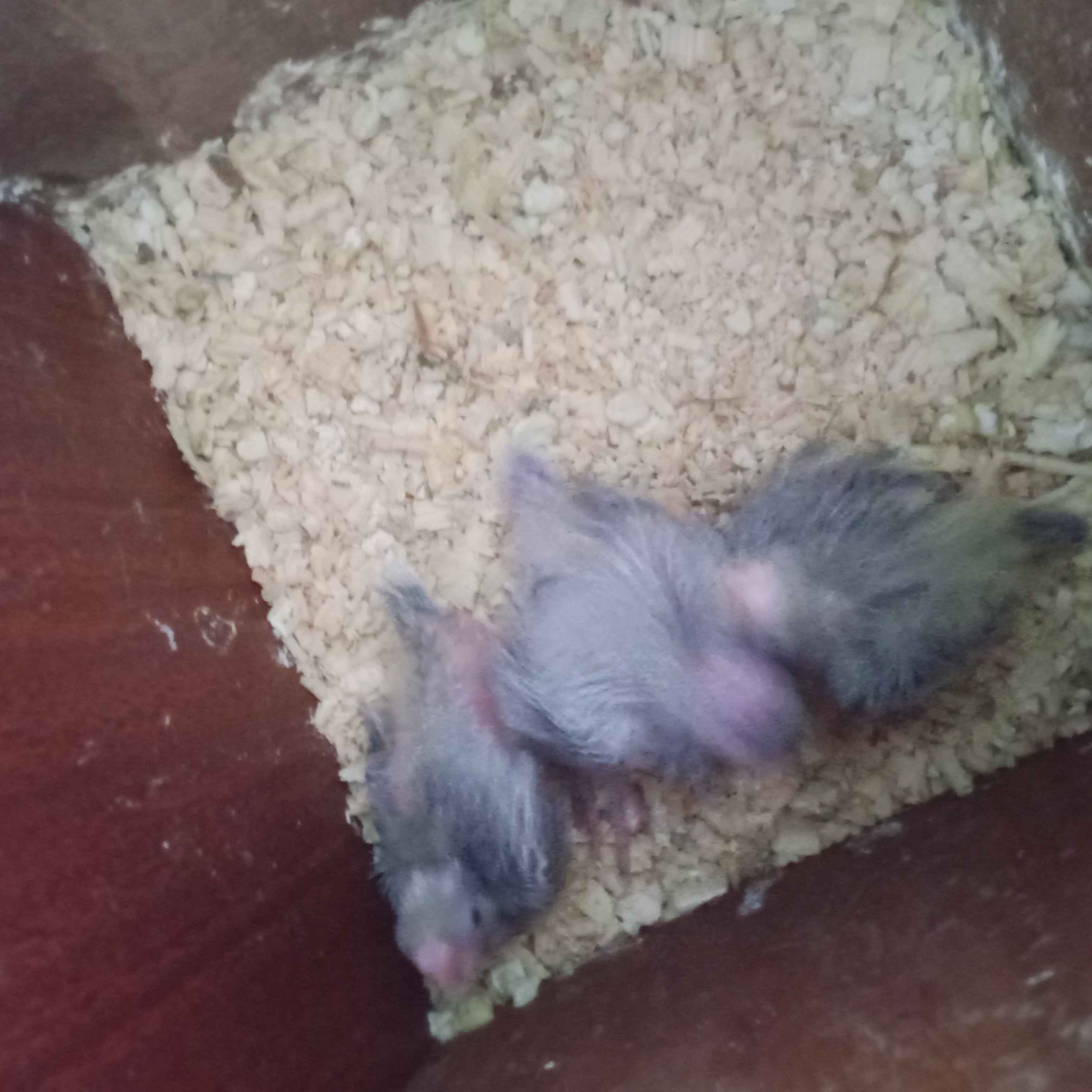 animass post image item 