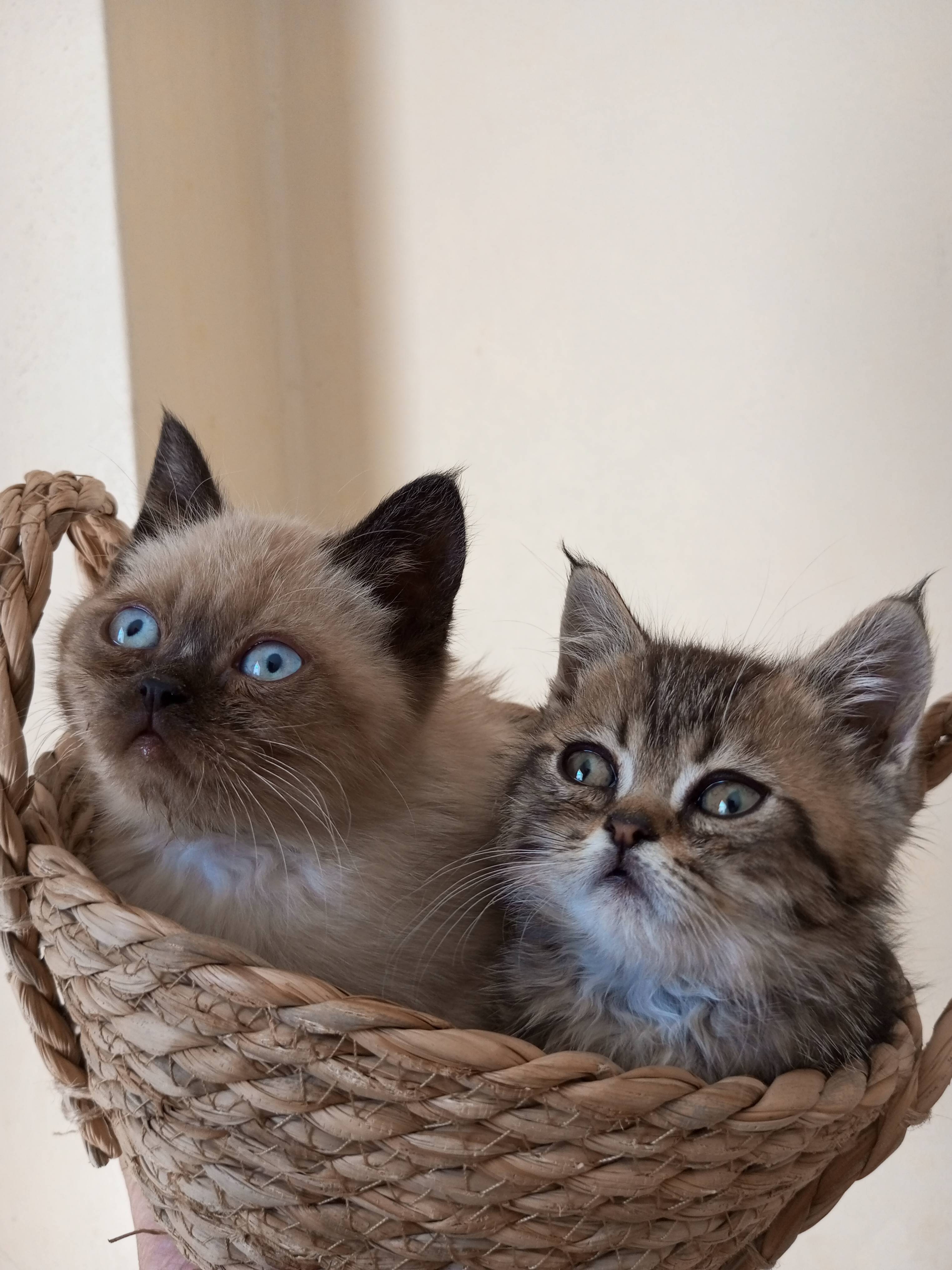 animass post image item 