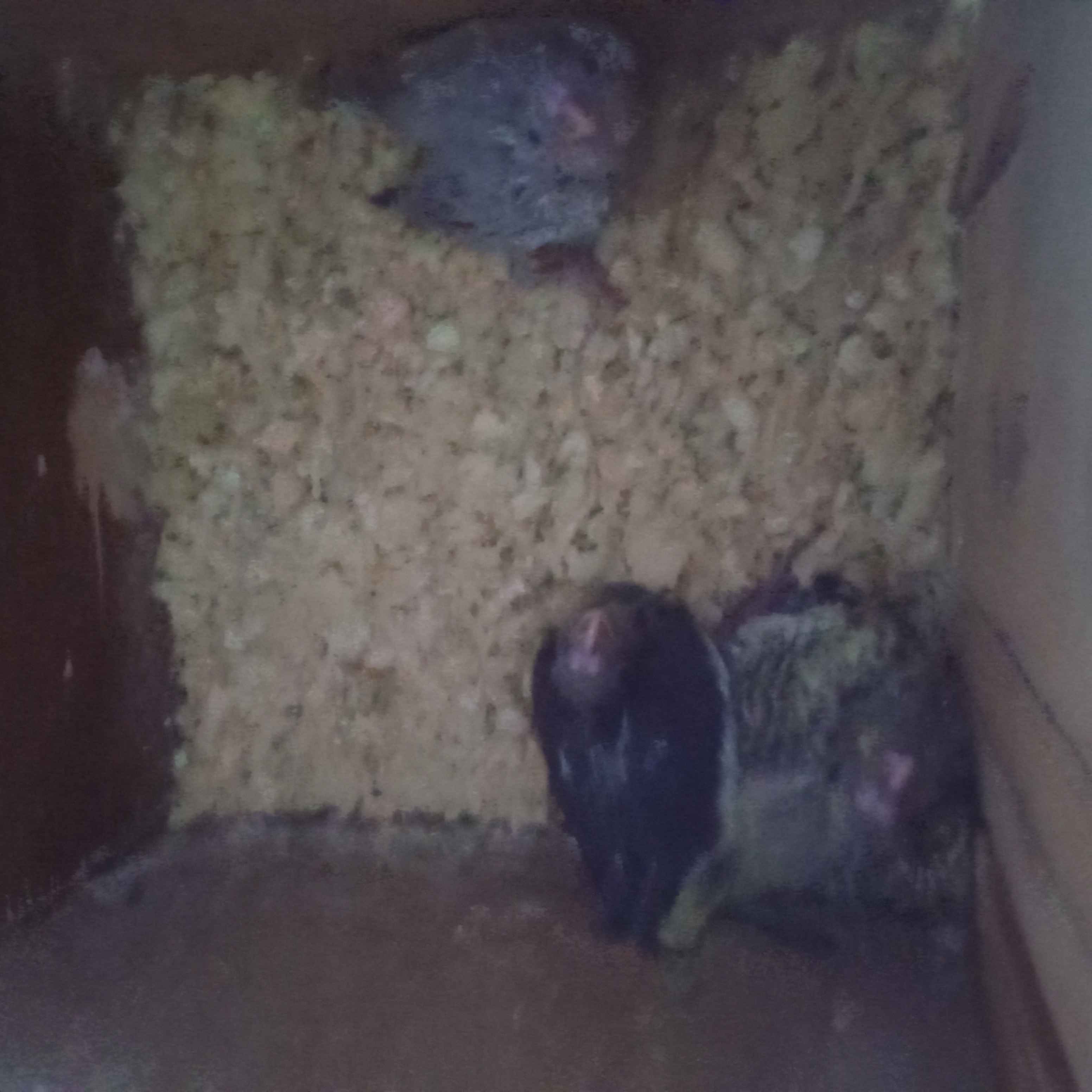 animass post image item 