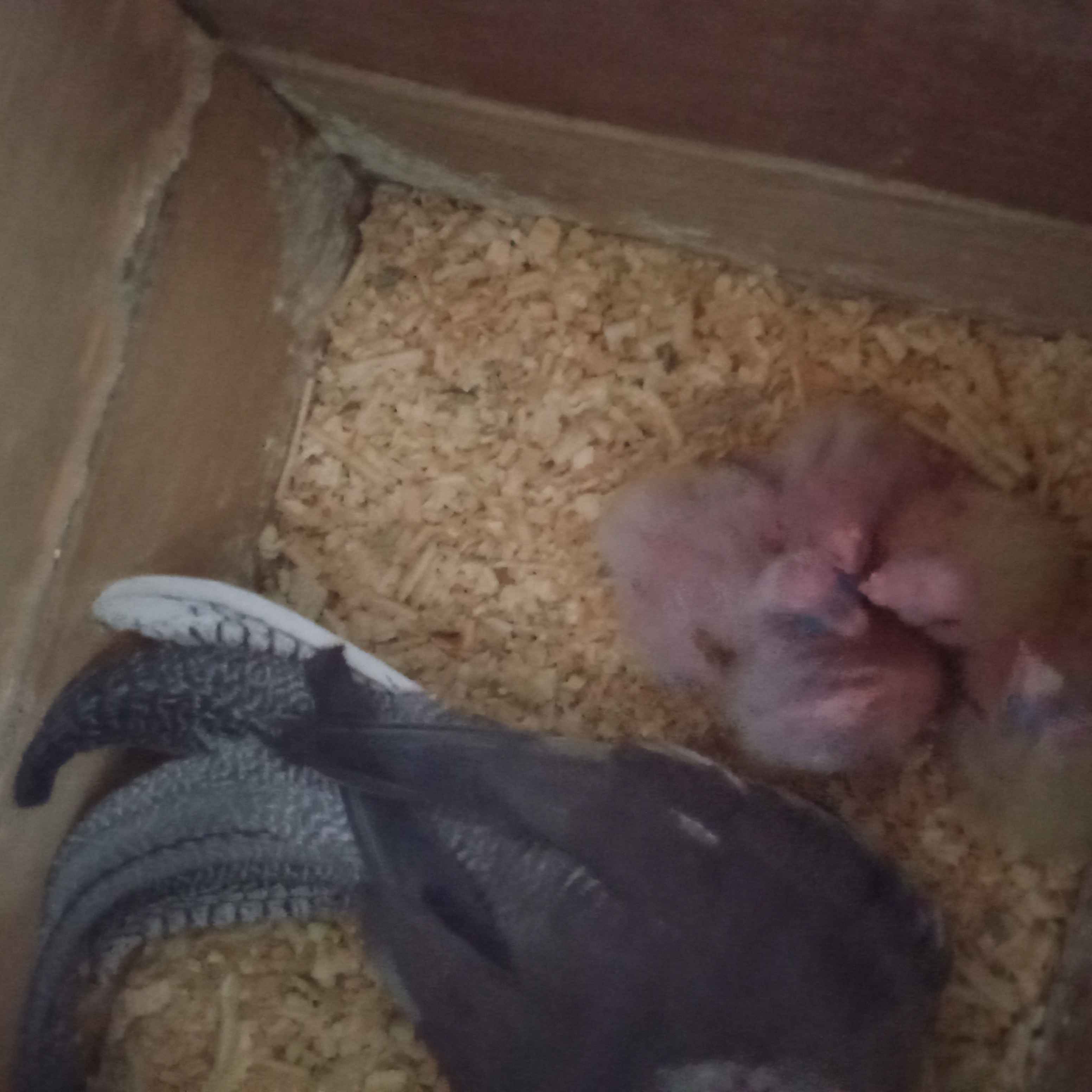 animass post image item 