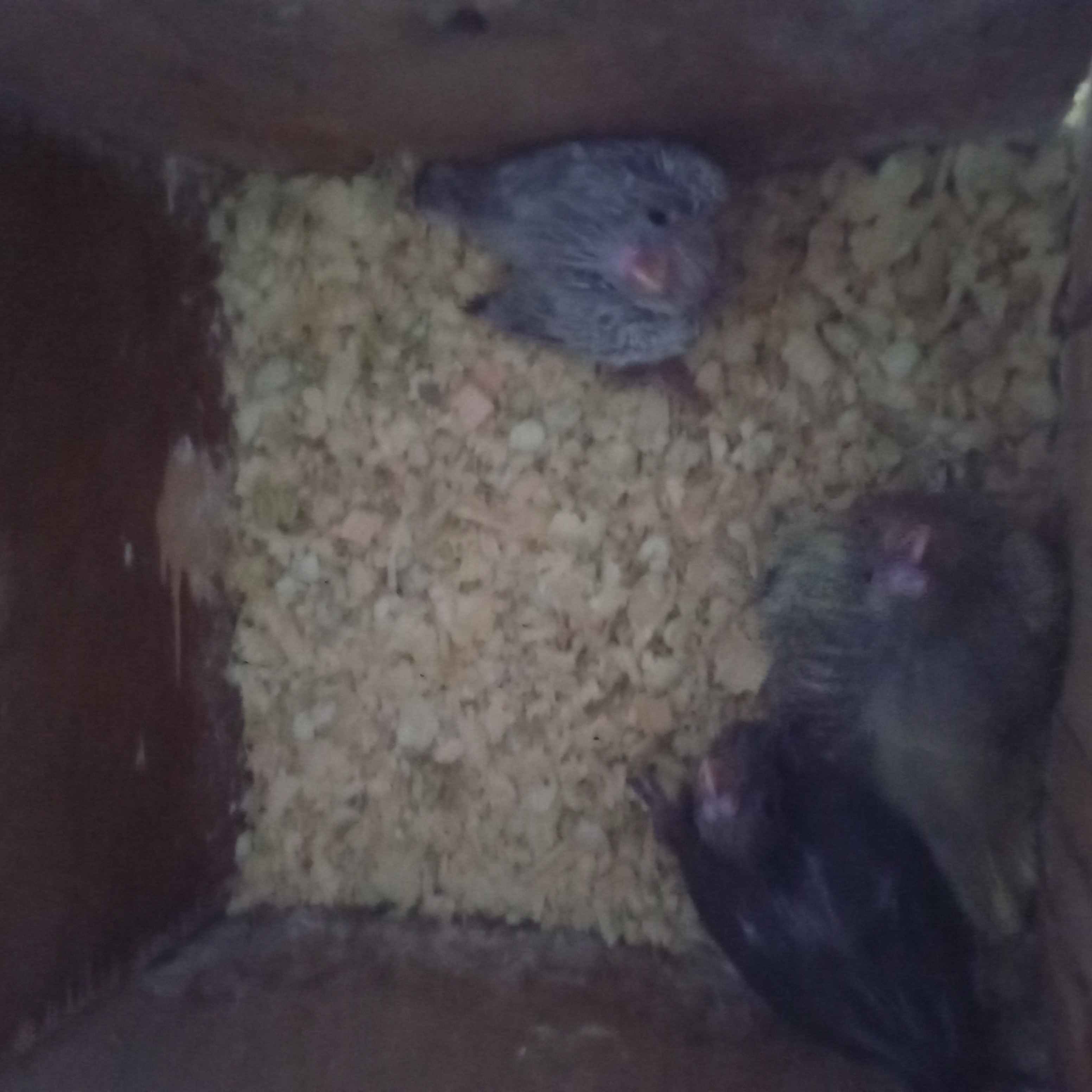 animass post image item 