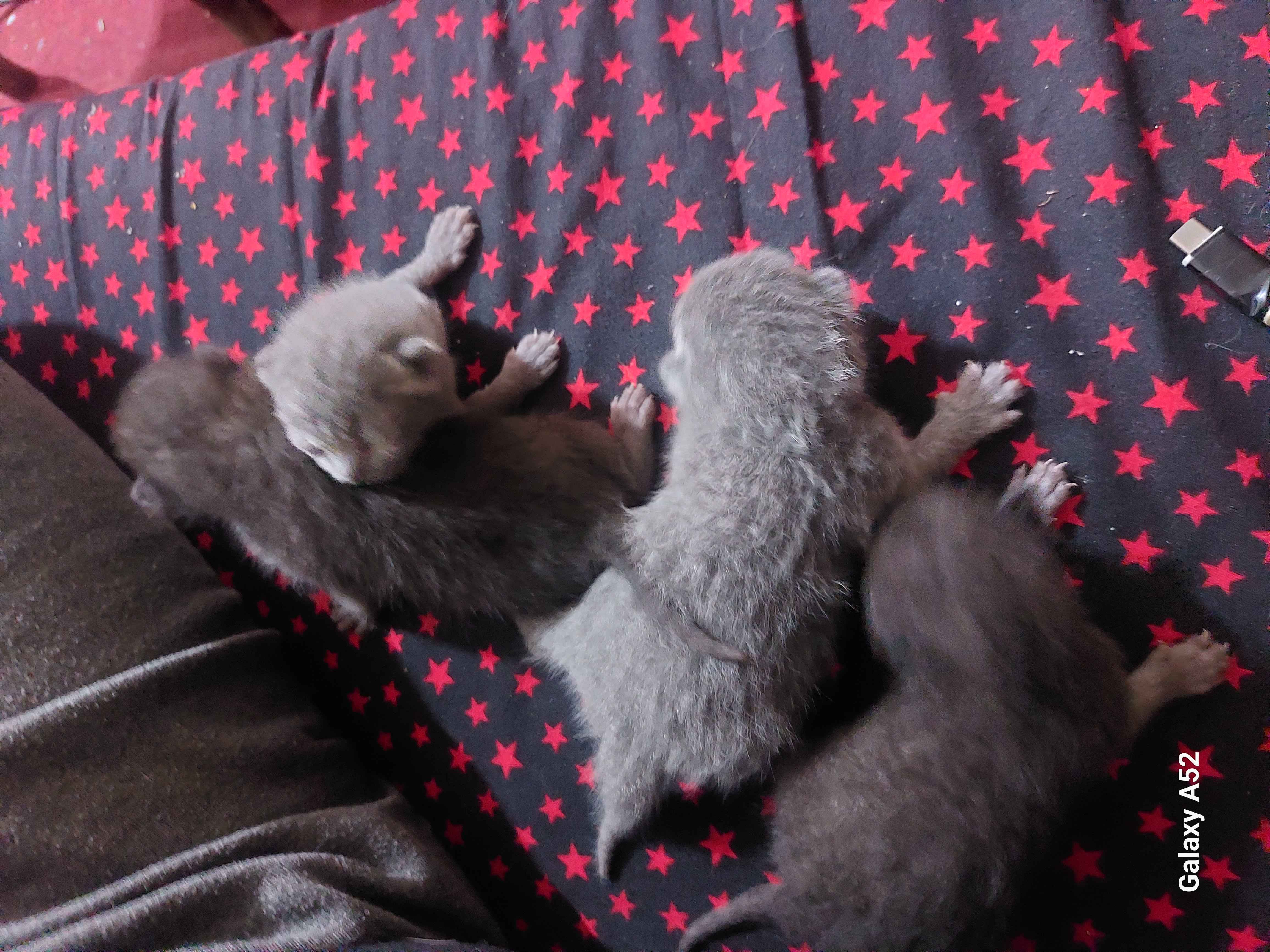 animass post image item 