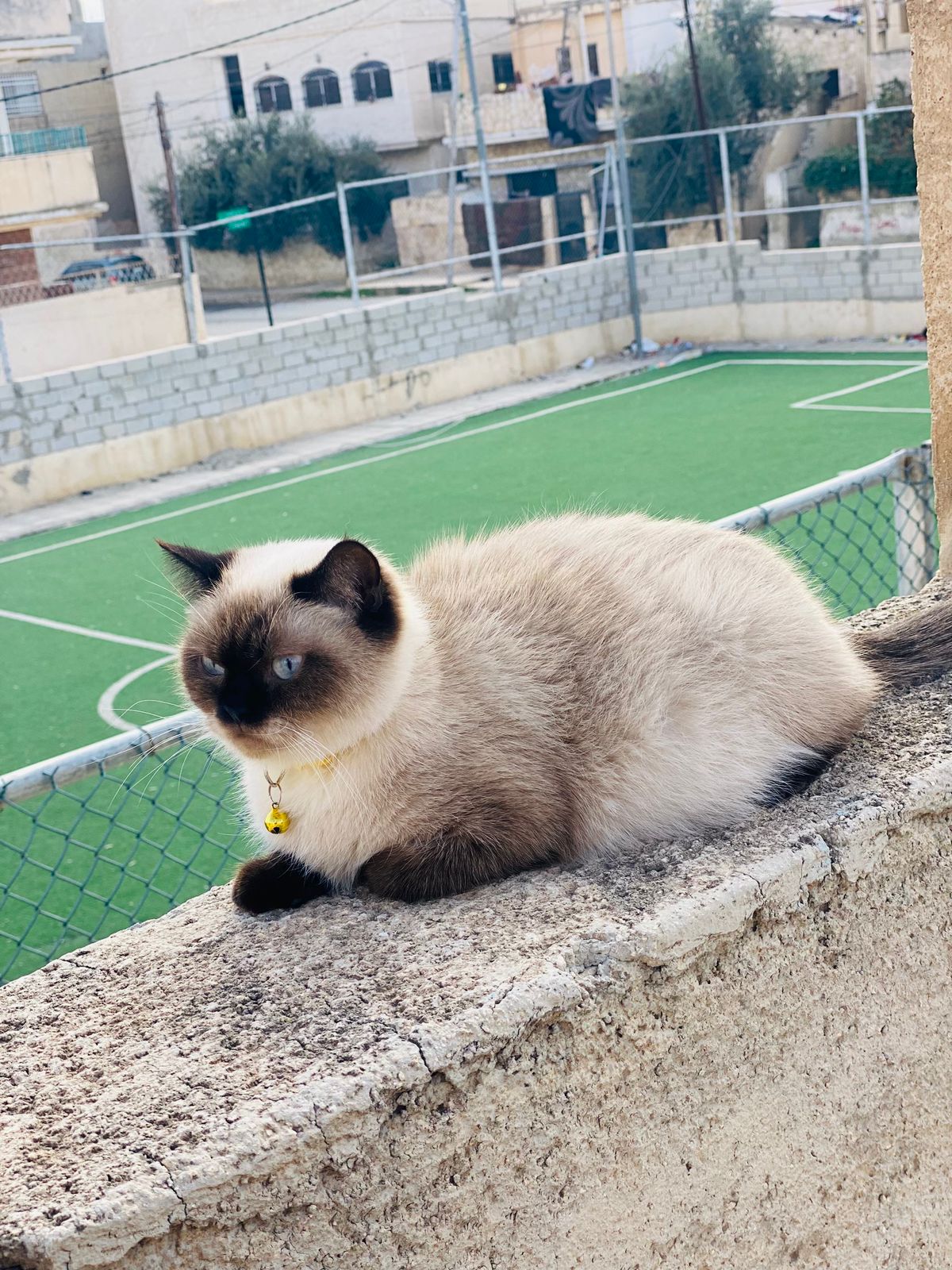 animass post image item 