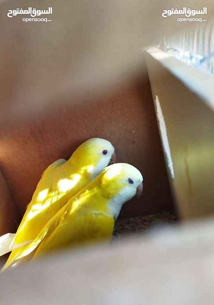 animass post image item 