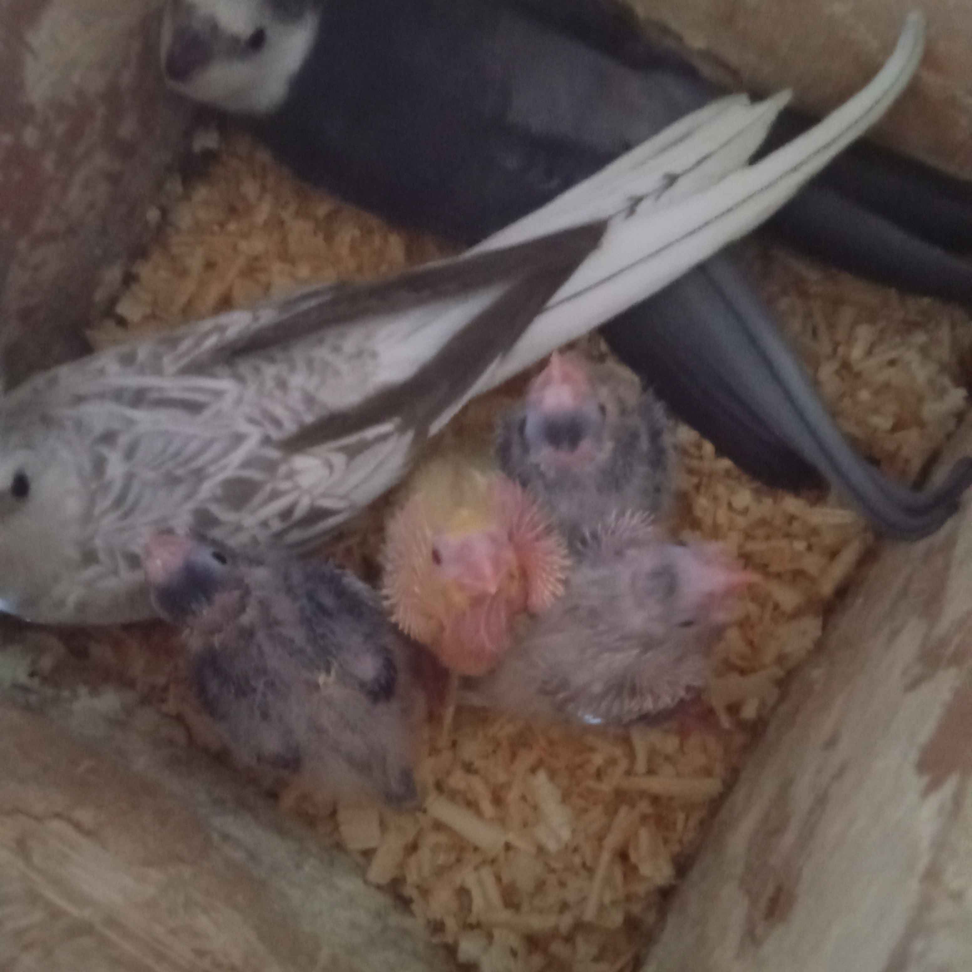 animass post image item 