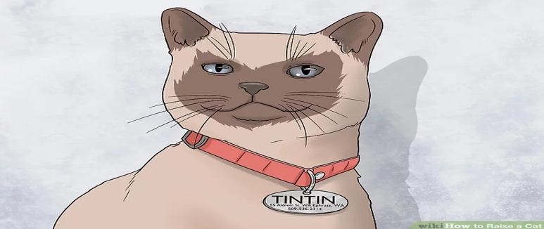  توفير السلامة والراحة والنظافة للقطط