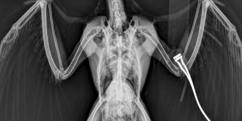  داء الببغاوات / بكتيريا الكلاميديا /​​ حمى الببغاء