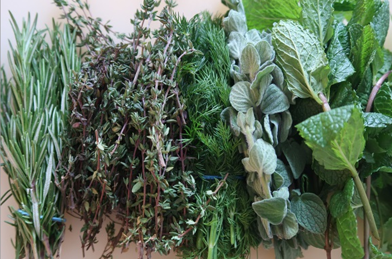  الاعشاب الصحية والامنة التي يجب ان تقدم لطيور